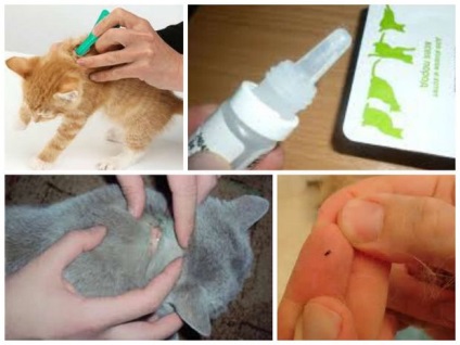 Picăturile de purice pentru câini și pisici reprezintă cea mai eficientă protecție