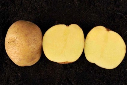 Potato Veneta descrierea varietății, fotografie, recenzii, productivitate
