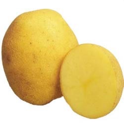 Potato Veneta descrierea varietății, fotografie, recenzii, productivitate