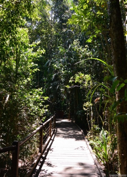 Cairns australia este o pădure tropicală și un mare recif de bariere