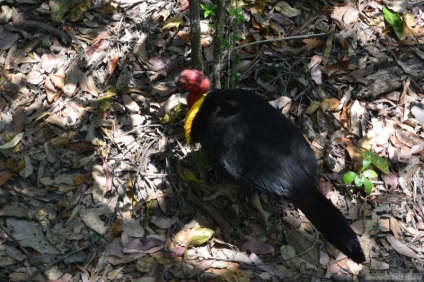 Cairns australia este o pădure tropicală și un mare recif de bariere