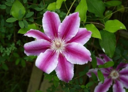 Clematis Doctor trüpe leírása, fotói és termesztése