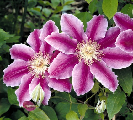 Clematis Descrierea trupelor de doctori, fotografie și cultivare