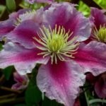 Clematis Doctor trüpe leírása, fotói és termesztése