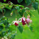 Clematis Descrierea trupelor de doctori, fotografie și cultivare