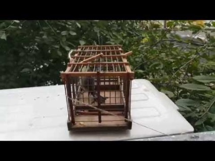 Catch capcana pentru păsări v1 - video pornit