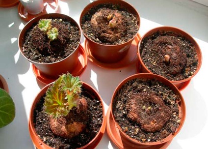 Tuber begonia - plantare și îngrijire în grădină, depozitare de iarnă