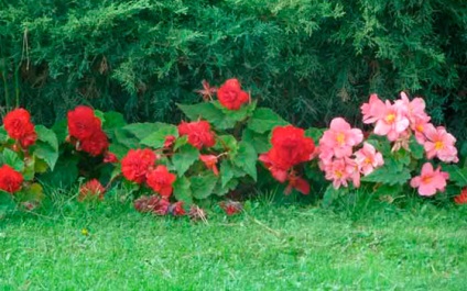 Tuber begonia - plantare și îngrijire în grădină, depozitare de iarnă