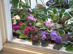 Pat de flori în afara ferestrei de selecție de violete