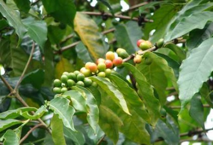 Arborele de cafea cu mâinile proprii