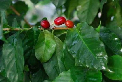 Arborele de cafea cu mâinile proprii