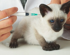 Când și ce vaccinări fac pisicile, pisicile și pisicile