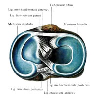 Genunchiere