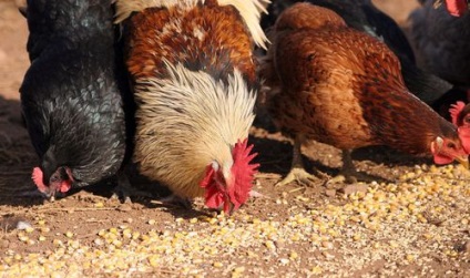 Kombinált takarmány a tojótyúkok összetételéhez és a legjobb recept saját kezűleg