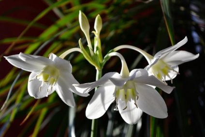 Plante de casa 10 dintre cele mai populare plante pentru camera de zi