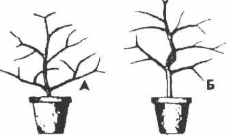 Lămâie de cameră în imagini - formarea coroanei, sistemul de rădăcină, transplantul de plante