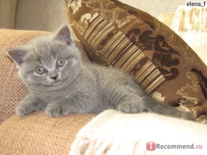 Feed macskáknak 4 hónapos kiskutya királyi kutyás macskája - 