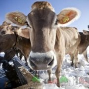 Vaci de hrănire la domiciliu, alimentatoare și băutori pentru burenok, îngrășare și vitamine pentru viței