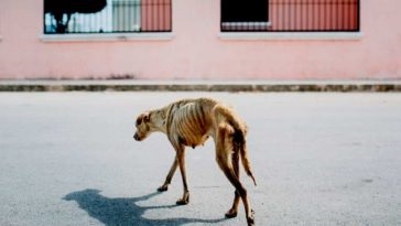 Vaca se întinde pe câmp