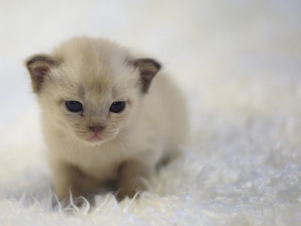 Kitten Burma