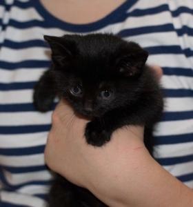 Kiscicák jó kézben - vásárolni Volgograd, ingyen, lejár a holnap 19 13 - macskák