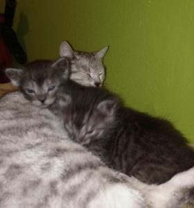 Kiscicák jó kézben - vásárolni Volgograd, ingyen, lejár a holnap 19 13 - macskák