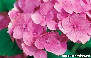 Frumusețe hortensie pentru grădina dvs., îngrijire și cultivare