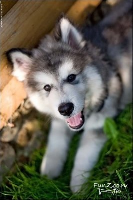 Frumos Malamute, Poze haioase, Video si poze ale animalelor