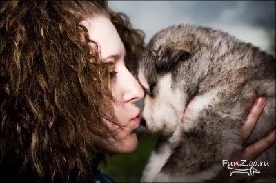 Frumos Malamute, Poze haioase, Video si poze ale animalelor