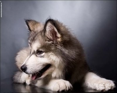 Frumos Malamute, Poze haioase, Video si poze ale animalelor