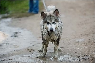 Frumos Malamute, Poze haioase, Video si poze ale animalelor