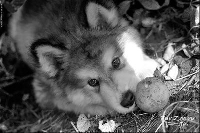 Frumos Malamute, Poze haioase, Video si poze ale animalelor