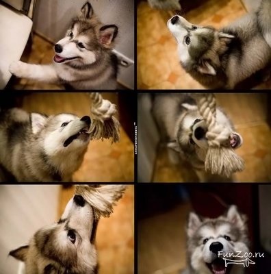 Handsome malamutes, vicces képek, videók és fotók az állatokról