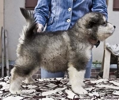 Frumos Malamute, Poze haioase, Video si poze ale animalelor