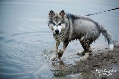 Frumos Malamute, Poze haioase, Video si poze ale animalelor