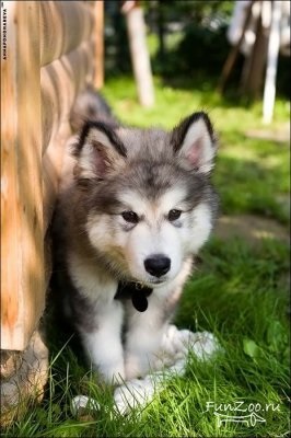 Frumos Malamute, Poze haioase, Video si poze ale animalelor