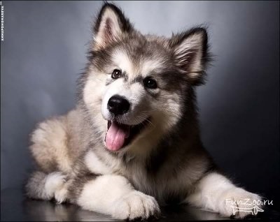 Frumos Malamute, Poze haioase, Video si poze ale animalelor