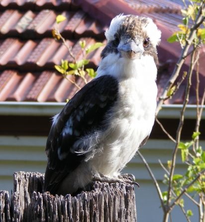 Papagal australian Cookabarra