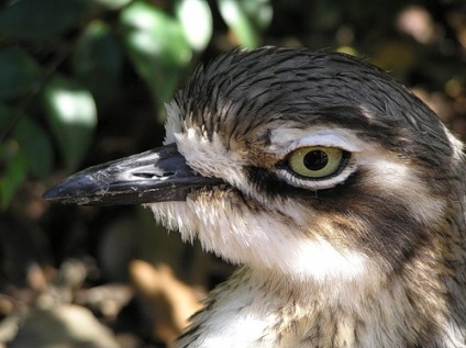 Papagal australian Cookabarra