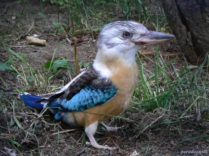 Papagal australian Cookabarra