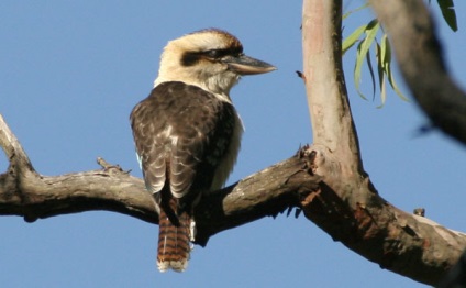 Papagal australian Cookabarra