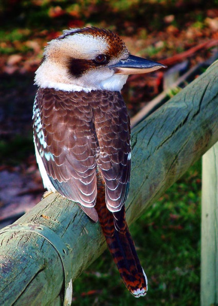 Papagal australian Cookabarra