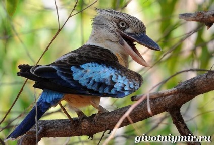 Kookaburra pasăre