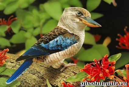 Kookaburra madár