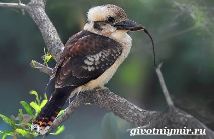 Kookaburra pasăre