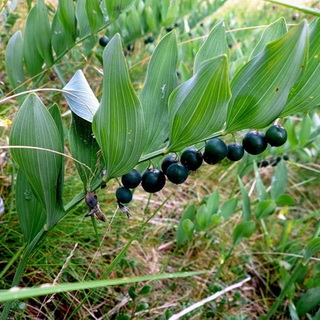 Kupena fotografie și descrierea florii, plantarea și îngrijirea celor cumpărate în teren deschis