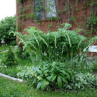 Kupena fotografie și descrierea florii, plantarea și îngrijirea celor cumpărate în teren deschis