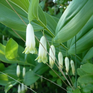 Kupena fotografie și descrierea florii, plantarea și îngrijirea celor cumpărate în teren deschis