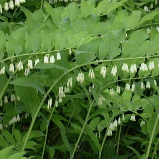 Kupena fotografie și descrierea florii, plantarea și îngrijirea celor cumpărate în teren deschis