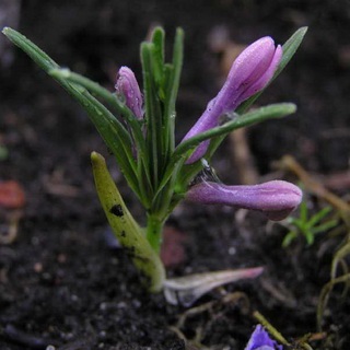 Kupena fotografie și descrierea florii, plantarea și îngrijirea celor cumpărate în teren deschis